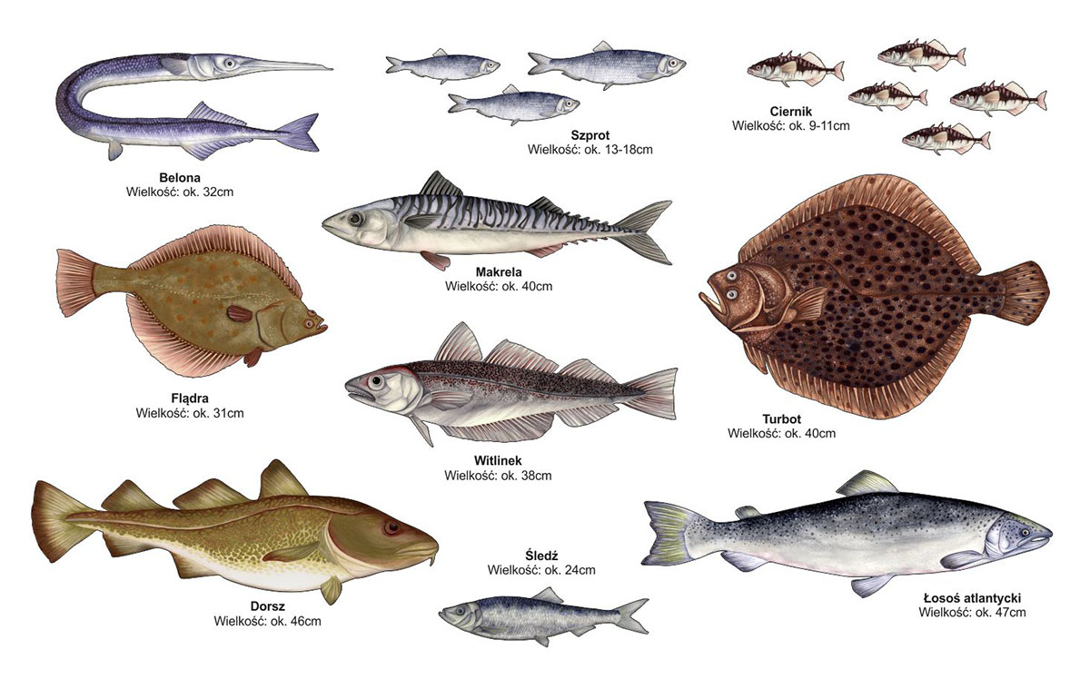 Рыбы охотского моря список