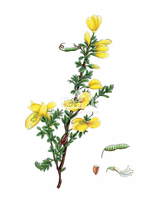 Komonica błotna (Lotus uliginosus)