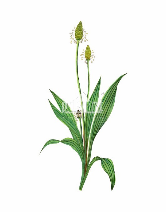 Babka lancetowata (Plantago lanceolata)