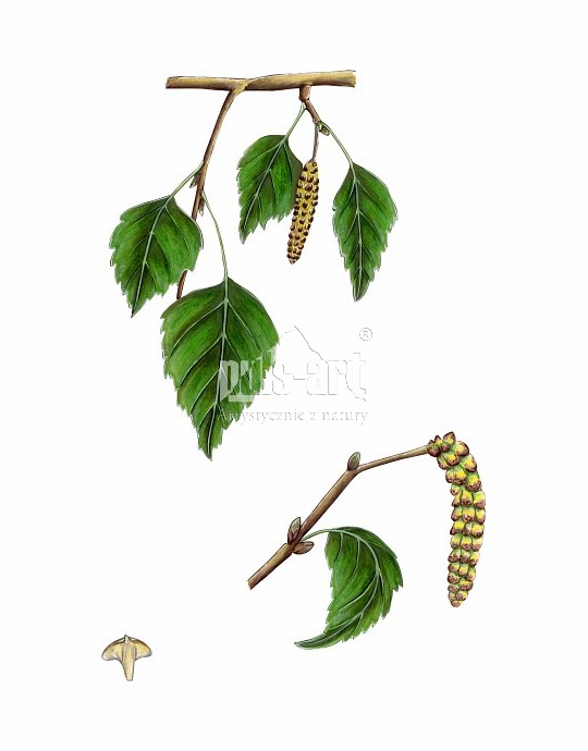Brzoza brodawkowata (Betula pendula)