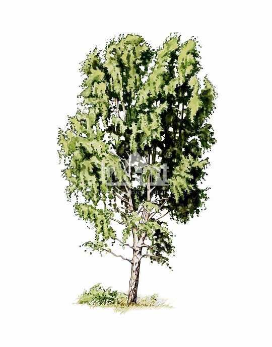 Brzoza brodawkowata (Betula pendula)