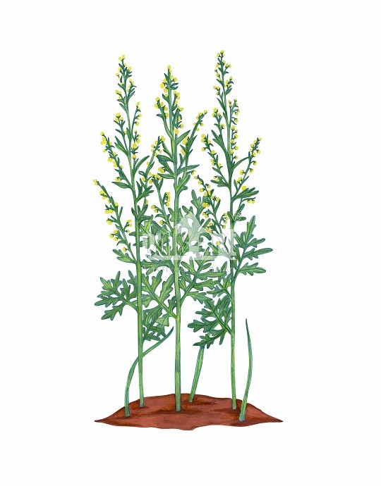 Bylica piołun (Artemisia absinthium)