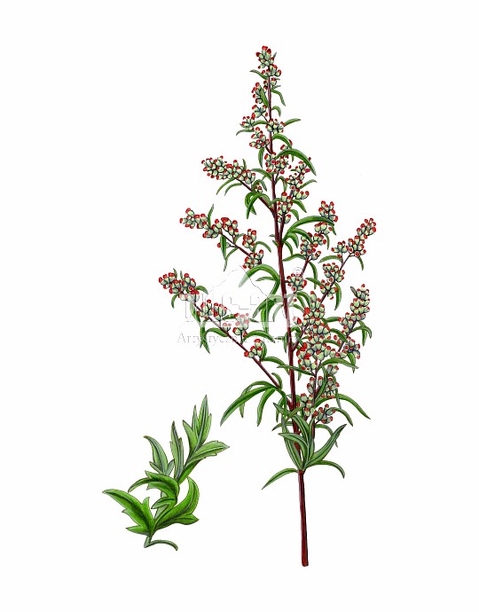 Bylica pospolita (Artemisia vulgaris)