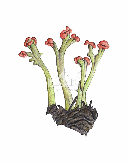 Chrobotek Floerkego (Cladonia floerkeana)