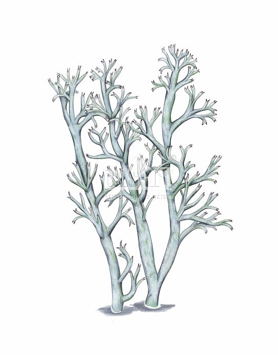 Chrobotek leśny (Cladonia arbuscula)