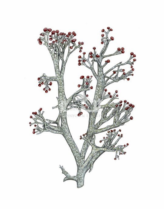 Chrobotek widlasty (Cladonia furcata)
