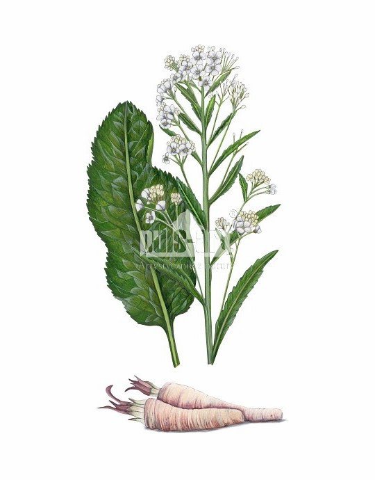 Chrzan pospolity (Armoracia rusticana)