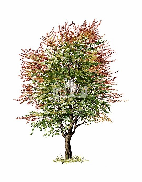 Czereśnia ptasia (Prunus avium)