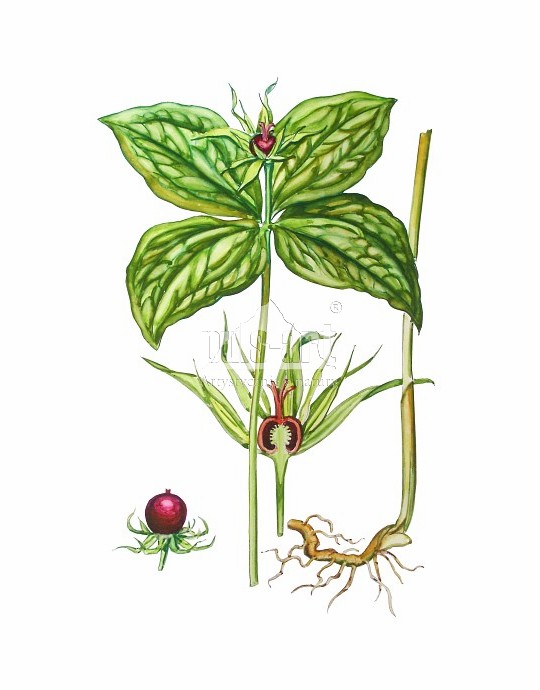 Czworolist pospolity (Paris quadrifolia)