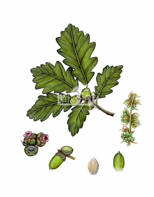 Dąb bezszypułkowy (Quercus petraea)