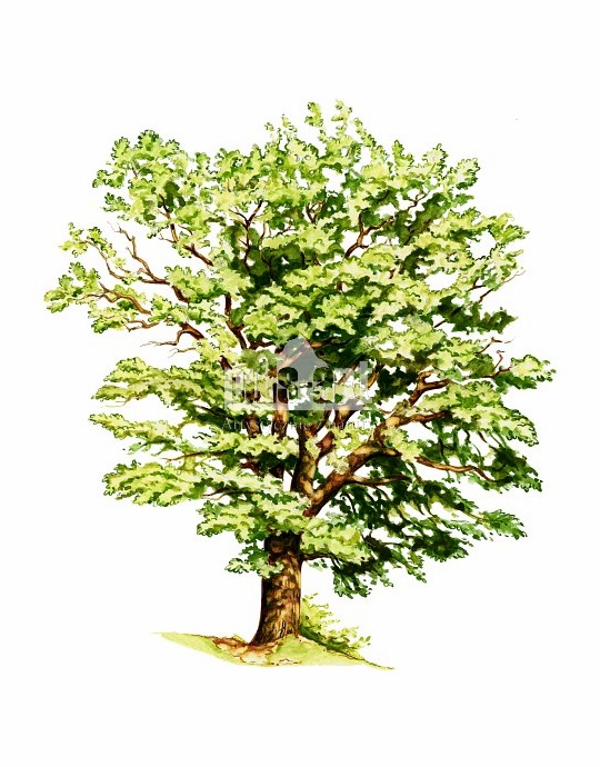 Dąb szypułkowy (Quercus robur)