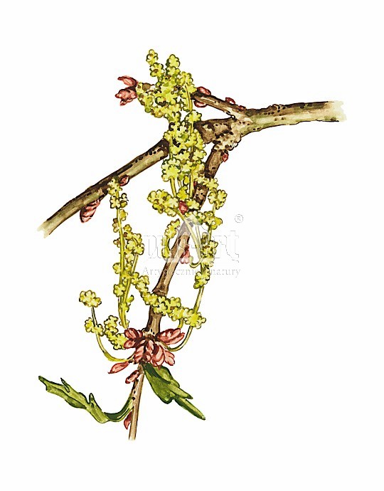 Dąb szypułkowy (Quercus robur)