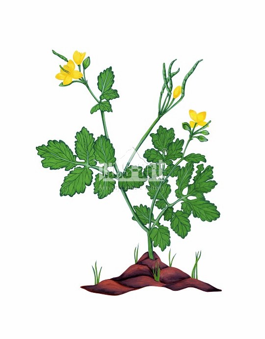 Glistnik jaskółcze ziele (Chelidonium majus)