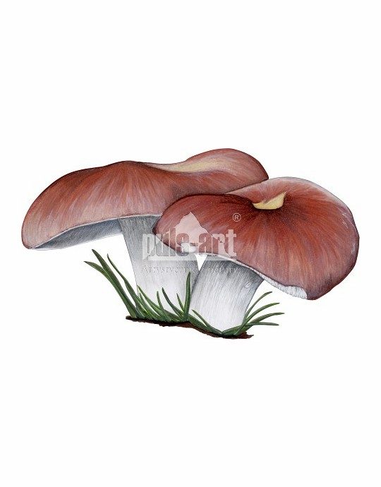 Gołąbek wyborny (Russula vesca)