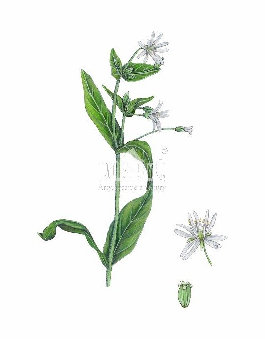 Gwiazdnica gajowa (Stellaria nemorum)