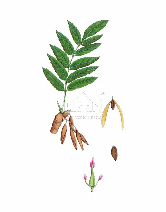 Jesion wyniosły (Fraxinus excelsior)
