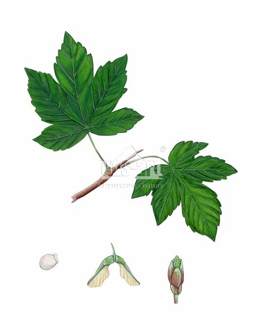 Klon jawor (Acer pseudoplatanus)