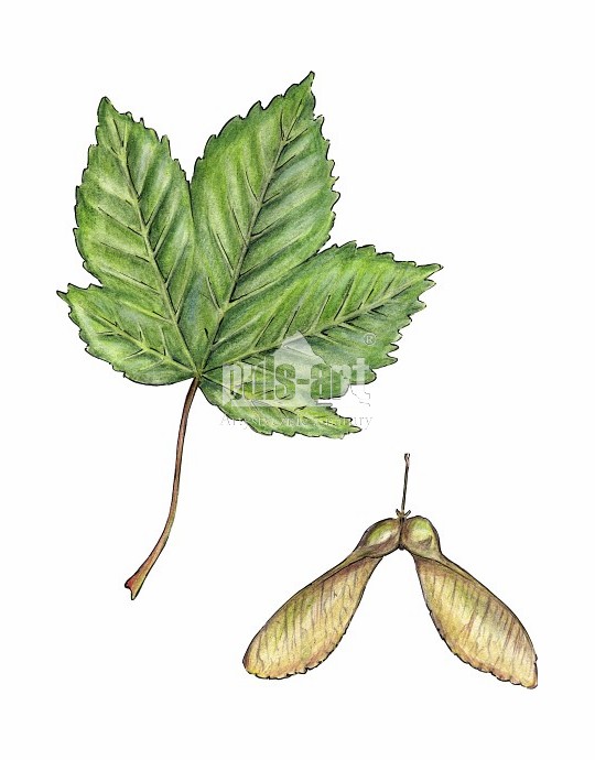 Klon jawor (Acer pseudoplatanus)
