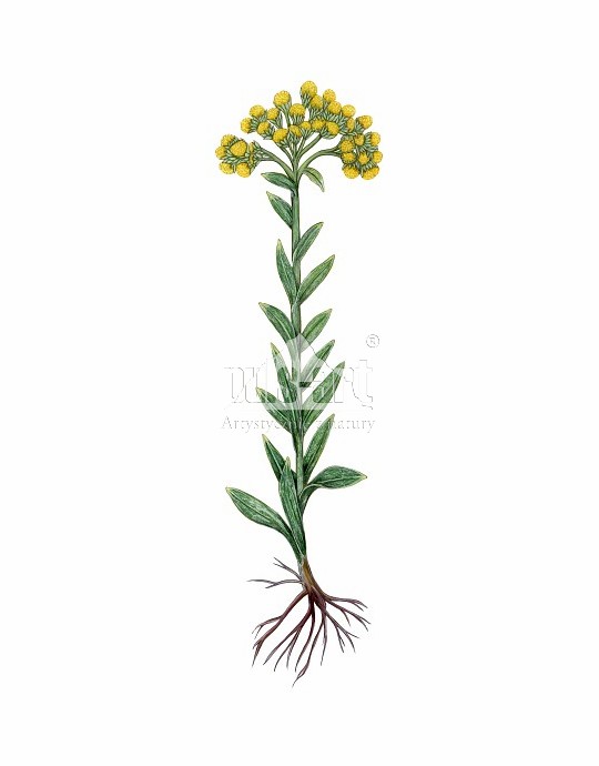 Kocanki piaskowe (Helichrysum arenarium)