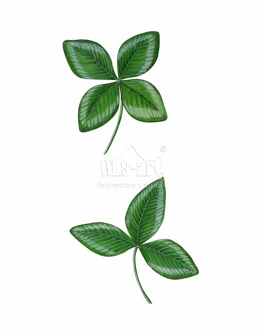 Koniczyna łąkowa (Trifolium pratense)