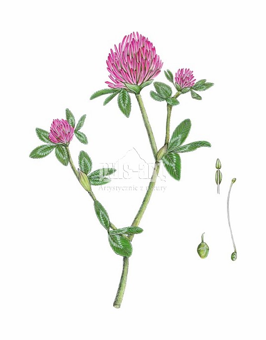 Koniczyna łąkowa (Trifolium pratense)