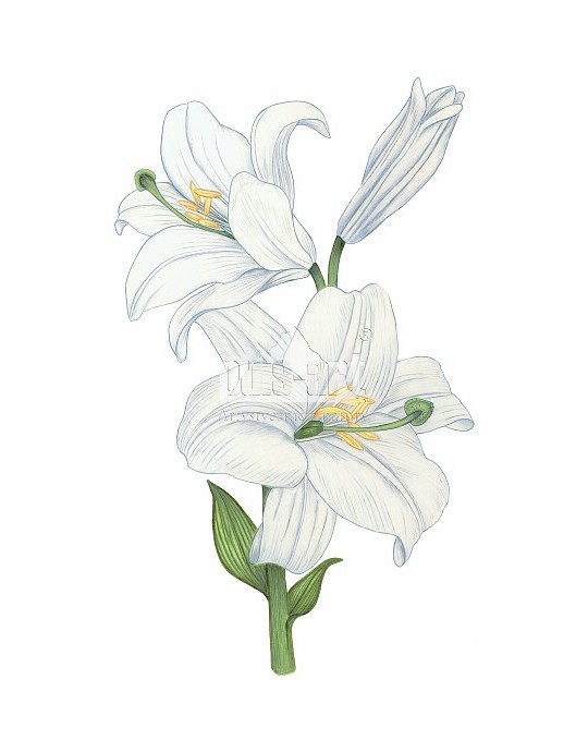Lilia biała (Lilium candidum)