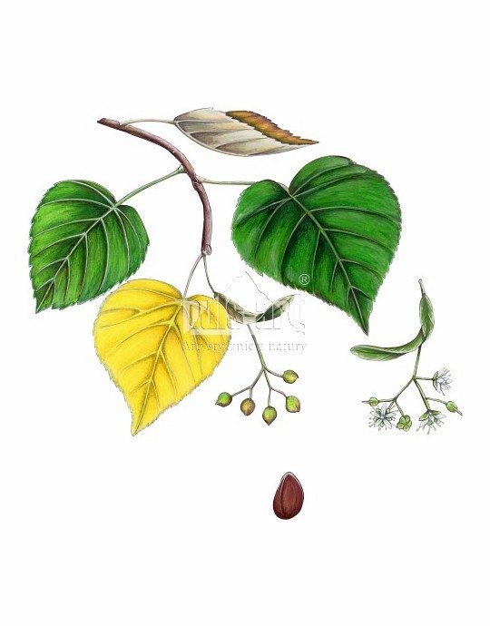 Lipa drobnolistna (Tilia cordata)