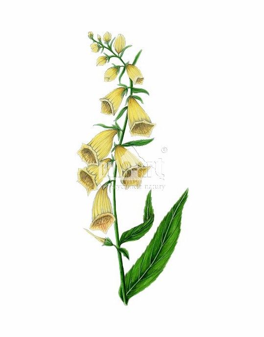 Naparstnica zwyczajna (Digitalis grandiflora) - lecznicze