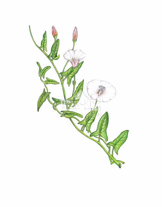 Powój polny (Convolvulus arvensis)