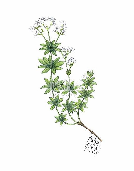 Przytulia wonna (Galium odoratum)
