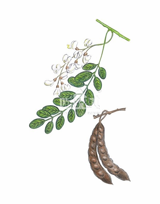 Robinia akacjowa (Robinia pseudoacacia)