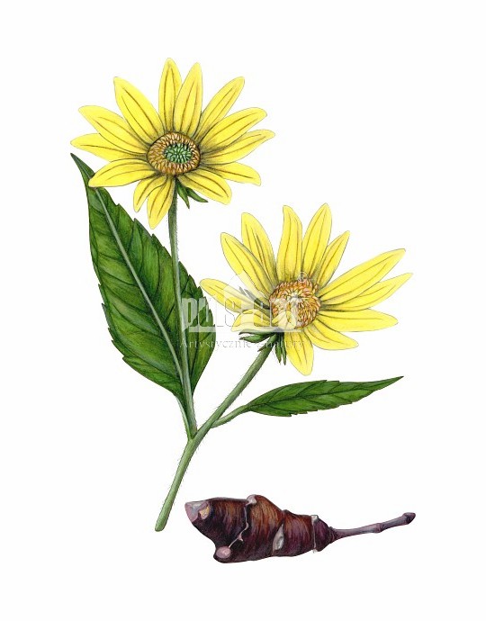 Słonecznik bulwiasty (Helianthus tuberosus)