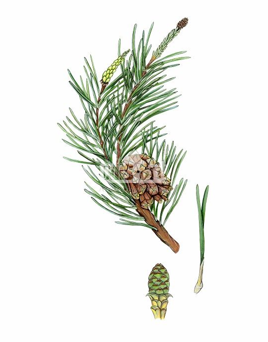 Sosna pospolita (Pinus sylvestris)