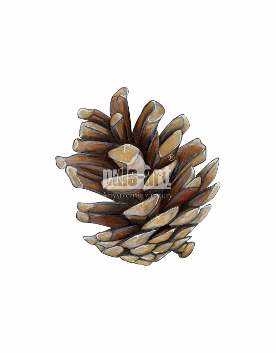 Sosna pospolita (Pinus sylvestris)