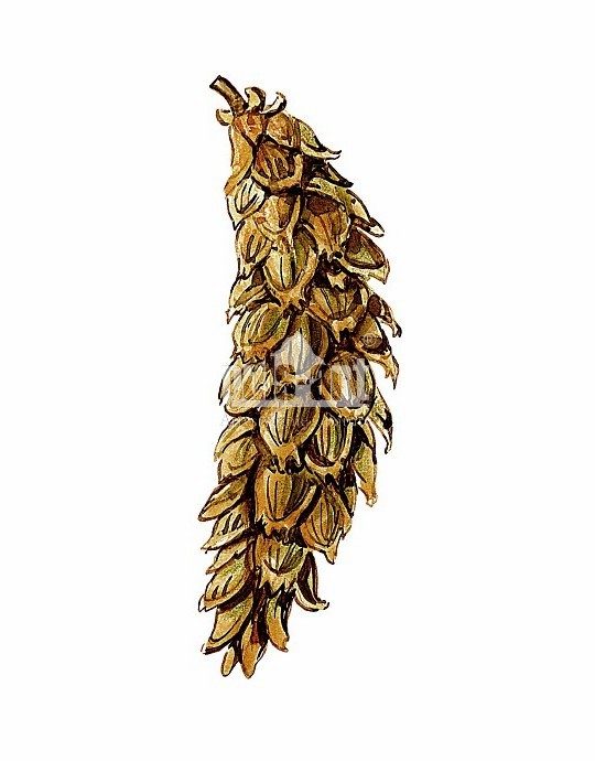 Sosna wejmutka (Pinus strobus)