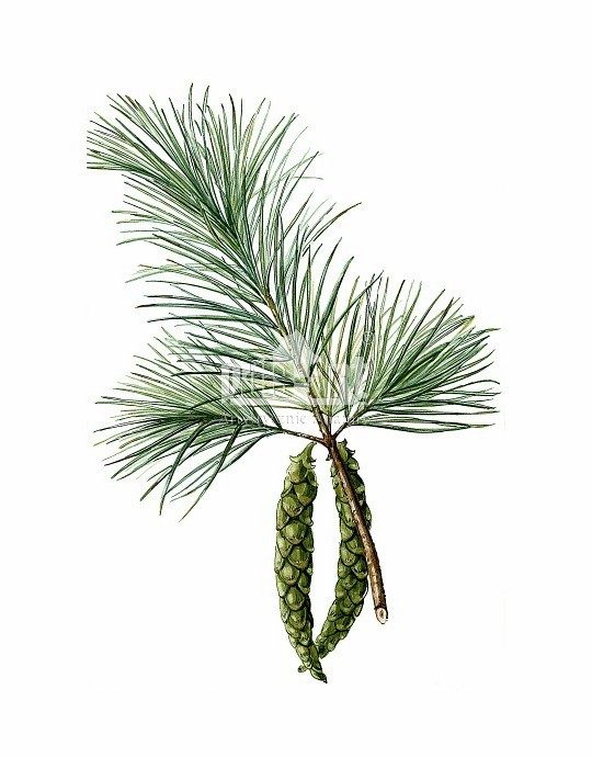 Sosna wejmutka (Pinus strobus)