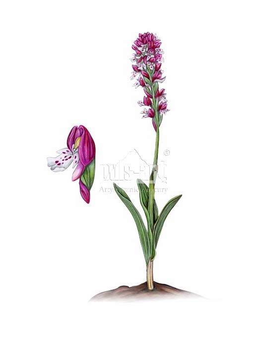 Storczyk drobnokwiatowy (Orchis ustulata)