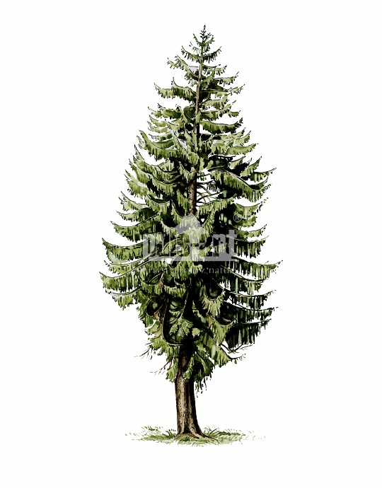 Świerk pospolity (Picea abies)