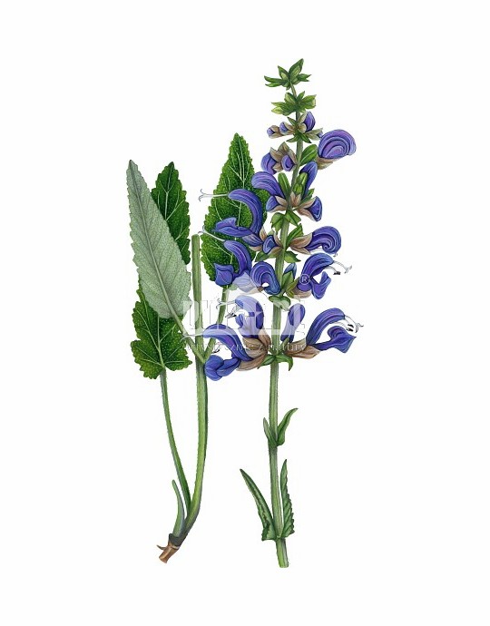 Szałwia łąkowa (Salvia pratensis)