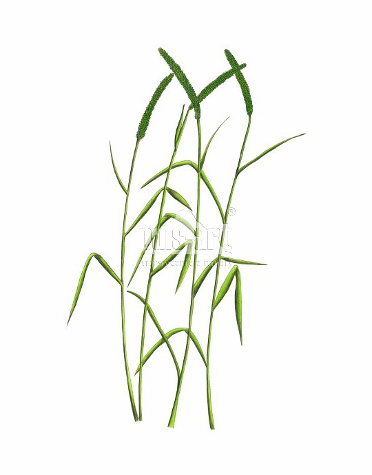 Tymotka łąkowa (Phleum pratense)