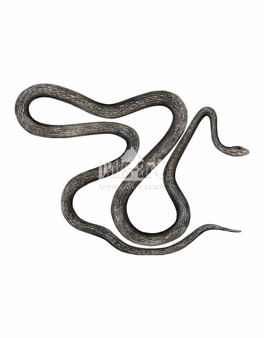 Wąż eskulapa (Zamenis longissimus - Elaphe longissima)