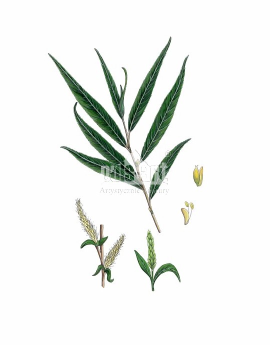Wierzba krucha (Salix fragilis)