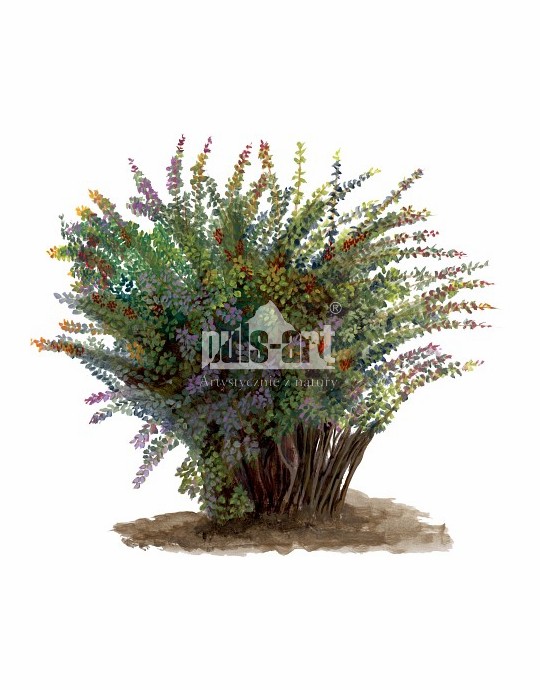 Berberys pospolity (Berberis vulgaris)