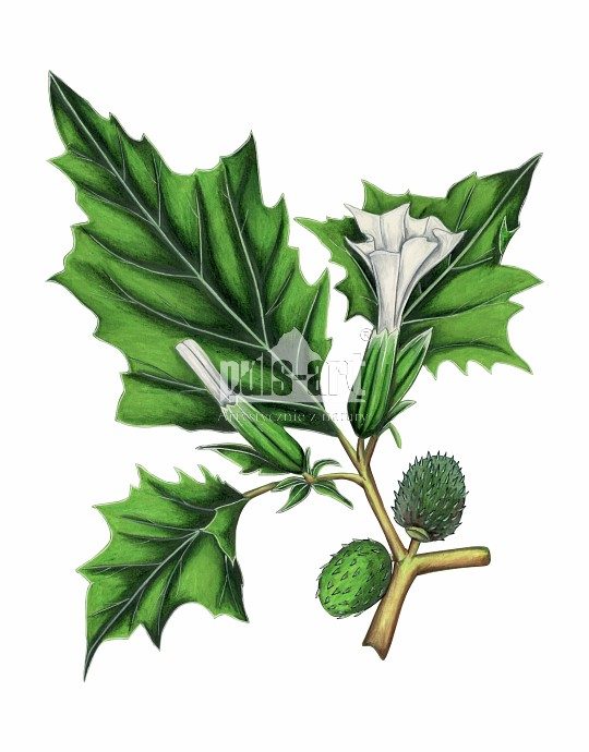 Bieluń dziędzierzawa (Datura stramonium)