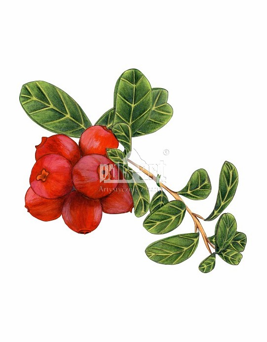 Borówka brusznica (Vaccinium vitis-idaea)