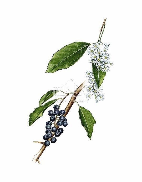 Czeremcha amerykańska (Prunus serotina)