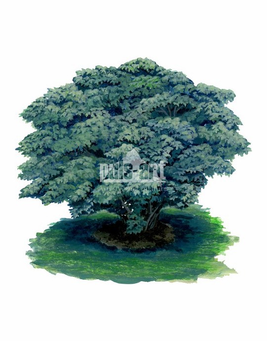 Figowiec pospolity (Ficus carica)