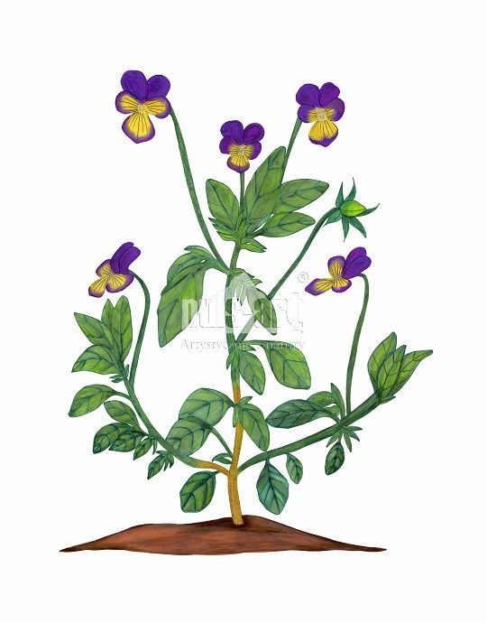 Fiołek trójbarwny (Viola tricolor)