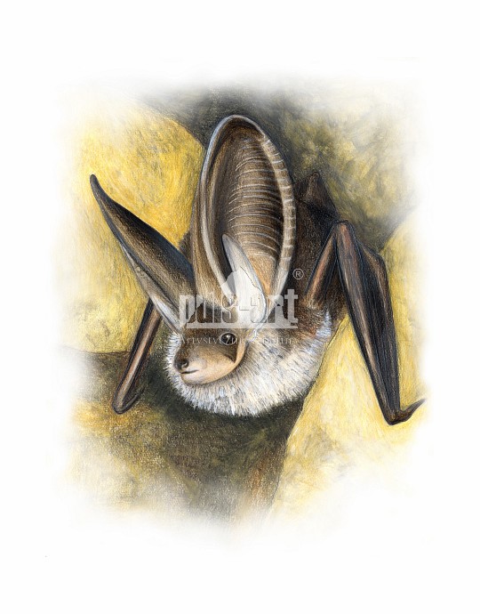 Gacek brunatny (Plecotus auritus)