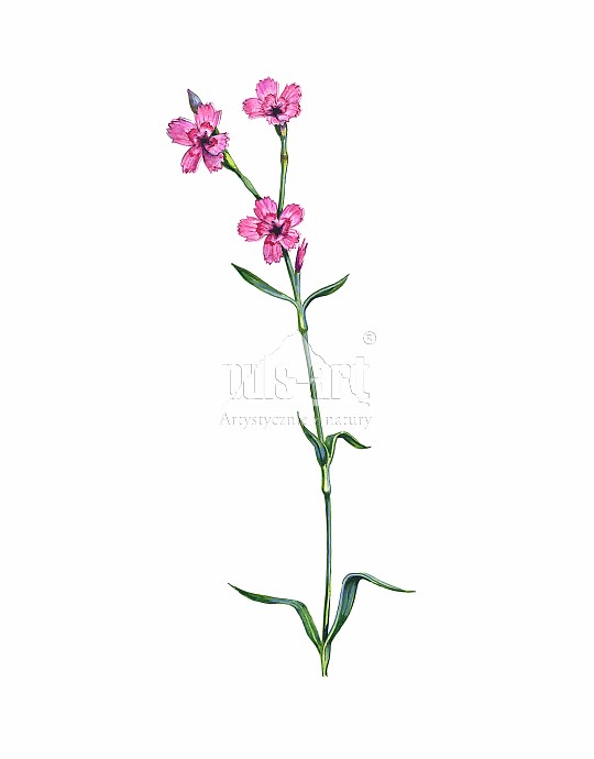 Goździk kartuzek (Dianthus carthusianorum)